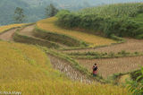 Flowery Hmong Woman In Her Field
