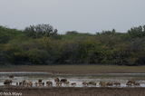 Wild Boar