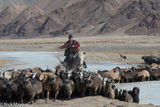 Driving The Migrating Sheep & Goats
