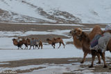 Altai Mountain Camels