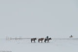 Leading The Horses In The Snow Storm