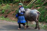 Blue Hmong With Her Buffalo