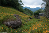 Valley Of Flowering Daylilies