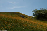Daylily Field In Flower