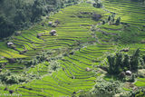 Verdant Terraces Of Rice