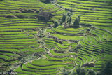 Elegantly Terraced Rice Fields