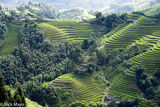 Cascading Terraces Of Verdant Rice