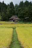 Golden Rice Field & Thatched House
