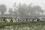 Five Women Planting Rice