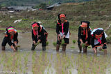 Transplanting The First Rice Crop
