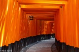 Torii On Inari-san