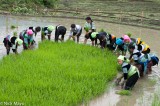 Group Transplanting 