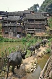 Water Buffalo Heading Home