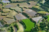 Cycle Of Rice