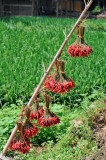 Chillies Hung To Dry
