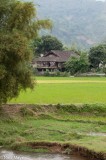 Thai House Behind The Paddies