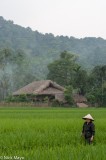 Large Farmhouse Behind The Rice