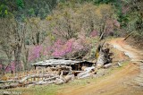 Wooden Pen & Trees In Blossom