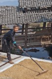 Raking Rice Before The Bridge