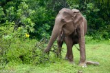 Single Elephant Feeding
