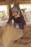 Winnowing Rice