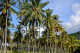 Coconut Grove