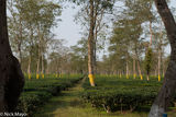 Tea Field In Afternoon Light