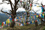 Prayer Flags Hung Between Trees