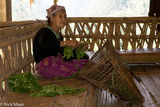 Sorting The Wild Vegetables
