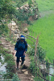 Black Hani Woman In The Rice Fields