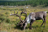 Reindeer Grazing Near The Camp