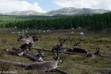 Tethered Reindeer