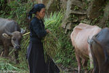 Feeding The Water Buffalo