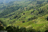 Magnificent Rice Terraces