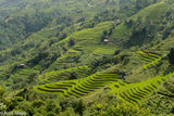 Lush Terraces