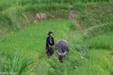 Woman With Water Buffalo