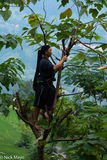 Climbing For The Leaves