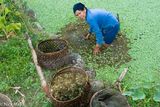 Collecting Pondweed