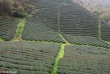 Tea Plantation