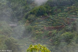 Mountainside Tea Plantation