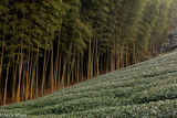 Tea Field & Bamboo In Yunlin County