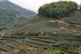 Yunlin County Tea Fields