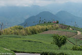 Hut In The Tea Fields