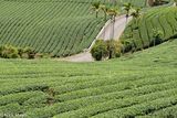 Road Through The Tea Fields