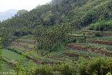 Terraces Of Tea & Betel