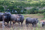 Water Buffalo Herd Surveying Stranger