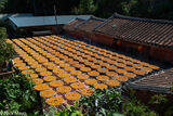 Drying Persimmons