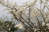 Pear Blossom