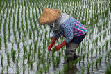 Planting Rice Shoots