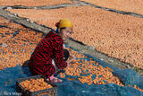 Sorting The Apricots